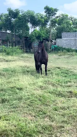 DÍA DE DESCANSO 🔥  #fyp #videoviral #viral_video #caballos #cristal #spirit #paratiiiiiiiiiiiiiiiiiiiiiiiiiiiiiii 