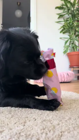 #dogsoftiktok #doggo #fyp #dogtok #birthday #happybirthday #dogbone 