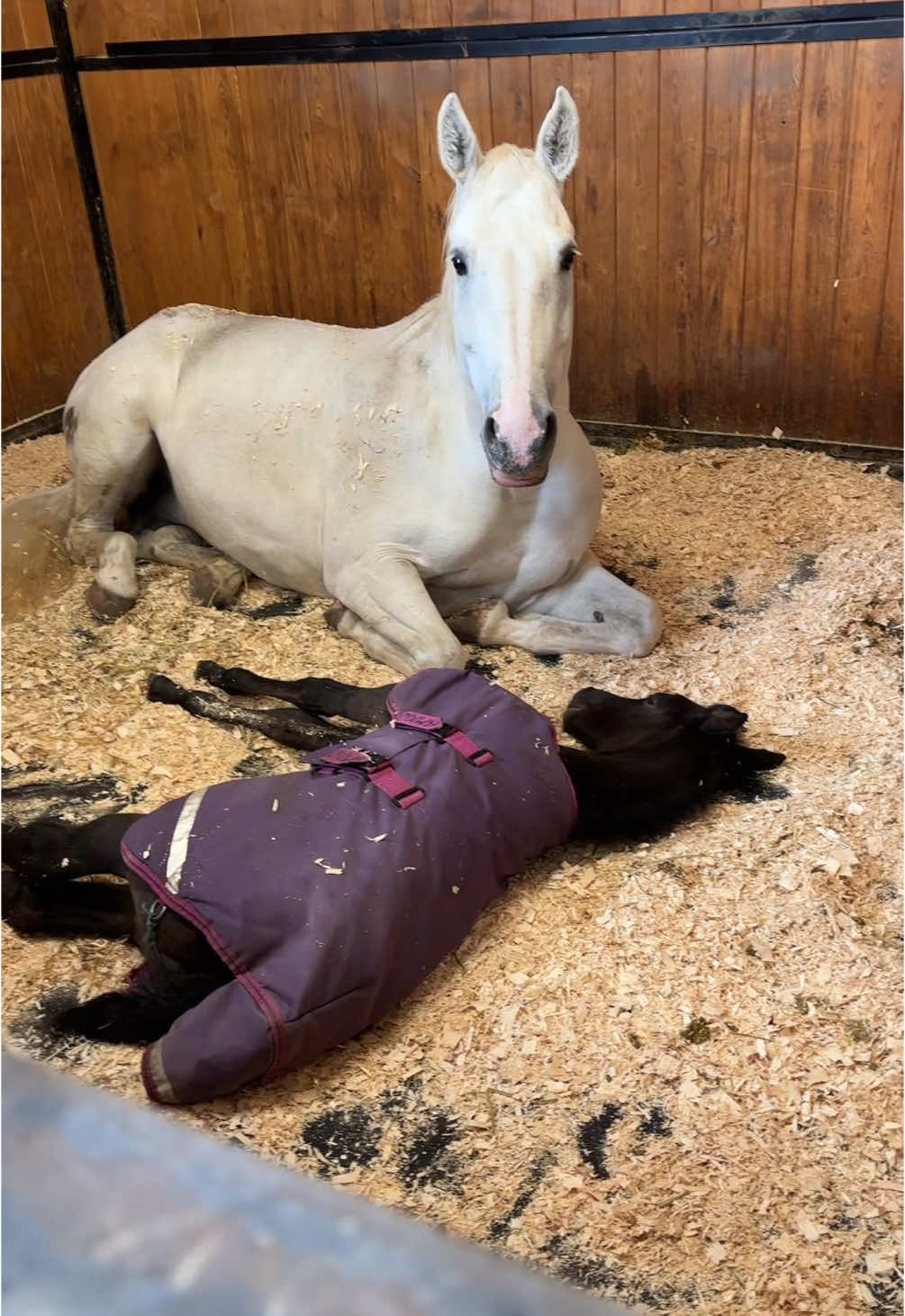 Gracie & Clover having a mid day snooze #foalingseason 