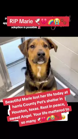 🕊💔🌈😭🐾 Beautiful Marie was euthanized for space today at harris County Pet's shelter in Houston texas.  Rest in peace sweet Angel 😇 your life mattered to so many sweet girl. 🕊💔🌈😭🐾 Please help be their voice 🙏 😭  Please follow @Rescue Dog Army 