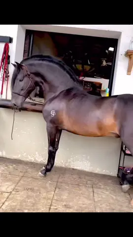 #caballoscolombia #caballoscolombianos #colombia #caballosdepasofino #pasofinocolombiano que dios bendiga los caballos …🐴🐴🐴