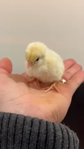 They grow VERY fast. The first 2 months you can see significant changes on a weekly basis. I’ve been given these three week old ones chick grit now and then giving them black soldier fly larvae as a treat so they love me more. #chickens #grit #chicks #backyardchickens 