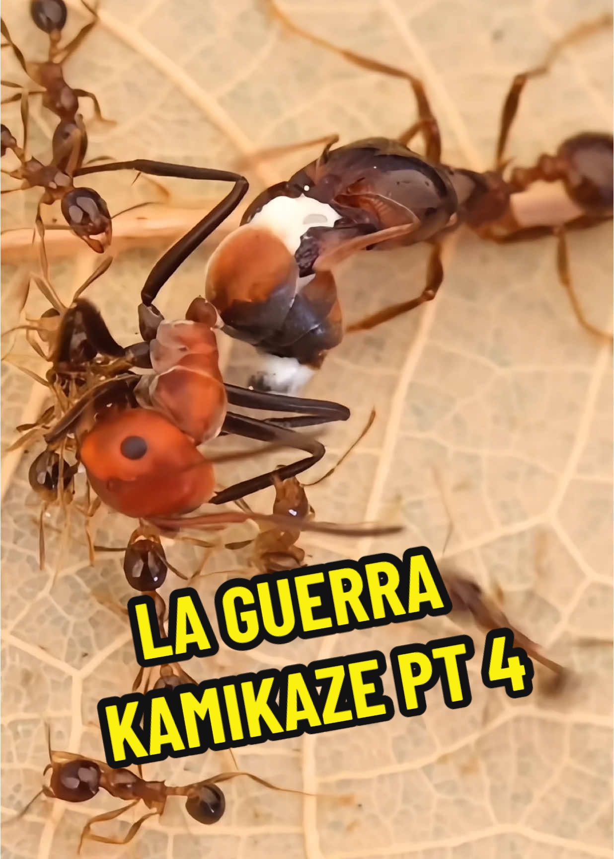 Las guerras kamikaze pt 4 #hormigas #hormiguero #insectos #anthouse #documental #viral #fyp #curiosidades #bichos 