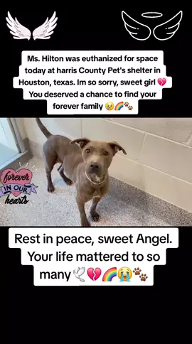 🕊💔🌈😭🐾 Ms Hilton lost her life today at harris County Pet's shelter in Houston texas. 💔 I'm so sorry sweet girl 🕊🌈🐾 Rest in peace sweet Angel your life mattered to so many  🕊💔🕊💔🕊💔🕊💔🌈🐾😭 Please help be their voice 🙏 😭  #adopt #rescue #foster #resuedogarmy #savealife #harriscountypets #euthlist #FYP #urgentshelterd #dogsoftiktok #doggo #fosteringsaveslives #houston #texas #help #hero #euthanasia 
