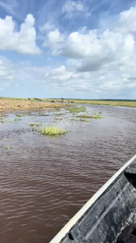 Paisagem dessa é top.   #brega #bregaparaense #para #natureza #naturezaperfeita #amazonas #amazonastiktok #amazonasbrasil #ribeirinho #ribeirinhos #lago #lagos #canoas #lagostiktok #paisagem #pantanal #amazonia #vidanomato #vidanocampo #viralditiktok #viral_video 