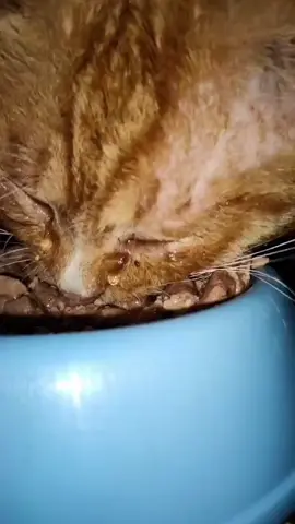 萌宠计划 #猫咪 #cat #fyp #tiktok #katze #fypシ #萌宠#fypシ #tiktok #katze 
