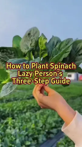 #planting #farming #farmlife #farmer #agriculture #agricultura #agriculturetiktok #agriculturelife #plantingseason #plantingseeds #vegetablegarden #spinach 