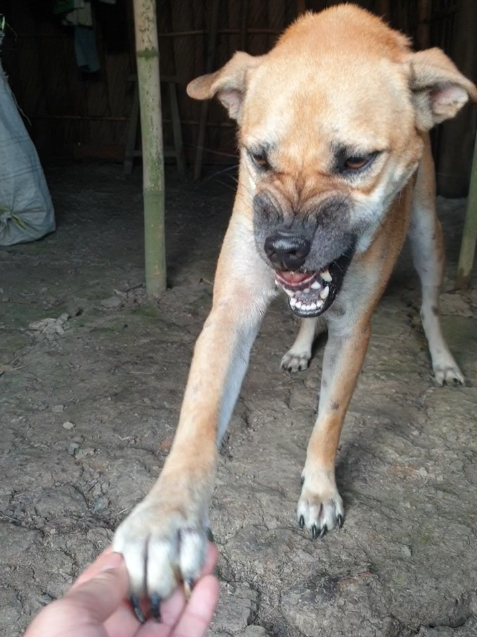 Phần 488: Dù nhà khá nghèo, nhưng rất thân thiện và hiếu khách🥰🥰🥰#dog #xuhuong #petcung #troll 