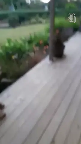 In a remarkable scene captured in Northland, two kiwi birds engaged in a fight during daylight hours, offering a rare glimpse into the territorial behaviour of the elusive, nocturnal birds. Some thought it was AI and others believed it was an April Fool’s joke, but it was 100% real. Two kiwi birds duking it out in broad daylight, in the garden of a Far North woman, Karin Matthews. In a video captured by Matthews, the birds are seen running around the garden and kicking and bashing into each other. Matthews told 1News that seeing them so often was “fantastic” and that seeing them in fight mode was comical. She said seeing kiwi often was not unusual at her home, west of Kerikeri, but seeing them during the day was not usual. The Department of Conservation (DoC) said in a statement the video was fascinating and gave more insight into the distribution of kiwi. “This is a fascinating video ... We can’t really know specifically why these two kiwis were out during daylight – it could be related to conditions like drought, or it could just be that they got distracted by their fight.” 📹Karin Matthews