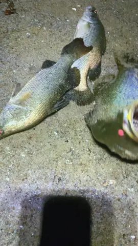 Die tengah ade .. triple strike awal2 cakap port rahsia 🤣 Lampu !! Lampu !! 🤣🤣  #mancing #ikan #siakaphunter 