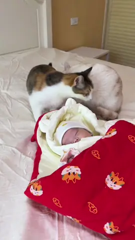 POV:kittens meet human cubs for the first time.#cat #catsoftiktok #funny #usaus #funnyvideos #petlover 