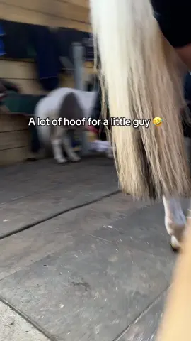 Big bob was ready for his hooves to be cleaned 🙌🏼 he was a good patient too! 🤩 #fyp #farrier #forfarriersbyfarriers #hoofcleaning #oddlysatisfying #asmr 