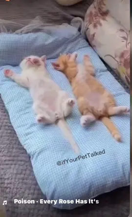 Funny cats to Guns N’ roses 🌹 this is awesome #cats #funntcats #furbabies #kitty #music #80s @CutePets @FUNNY DOGS @Rescue animals 2024 @Funny Animals 😹🐾🐶 