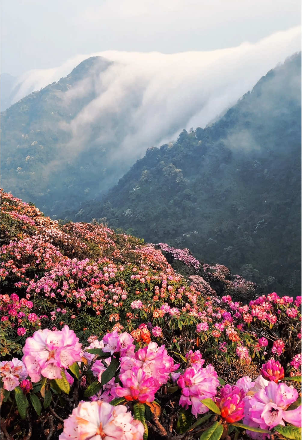 “Có những khoảnh khắc trong đời, đẹp đến nỗi ta chỉ muốn sống với nó mãi…🍃”  📍Putaleng - mùa hoa đỗ quyên  #putaleng #laichau #vietnam #trekking #leonui #travel #dulich #fyp #xuhuong #viral #thiennhien 
