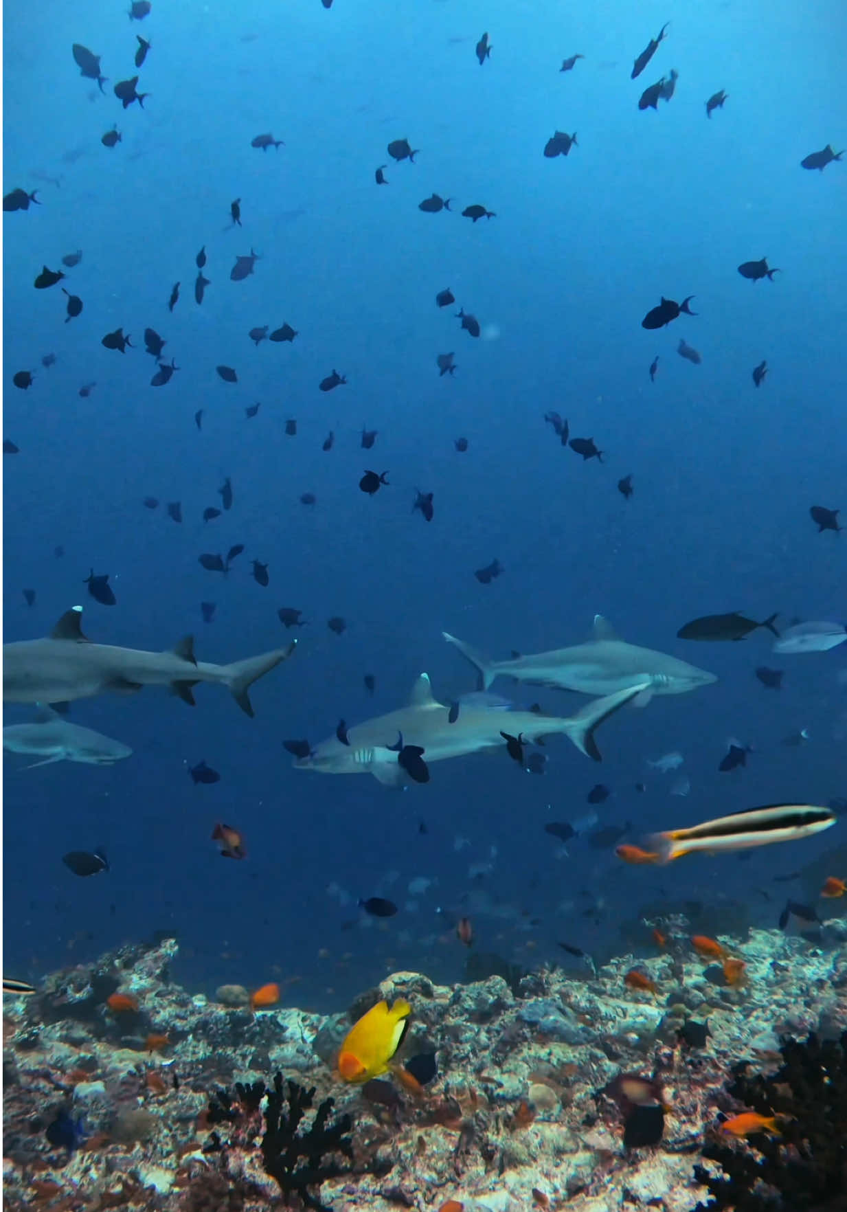 Where’s my club at?🤿🪸🐠🦈 #scubadiving #scuba #diving #ocean #padi #oceanlife 