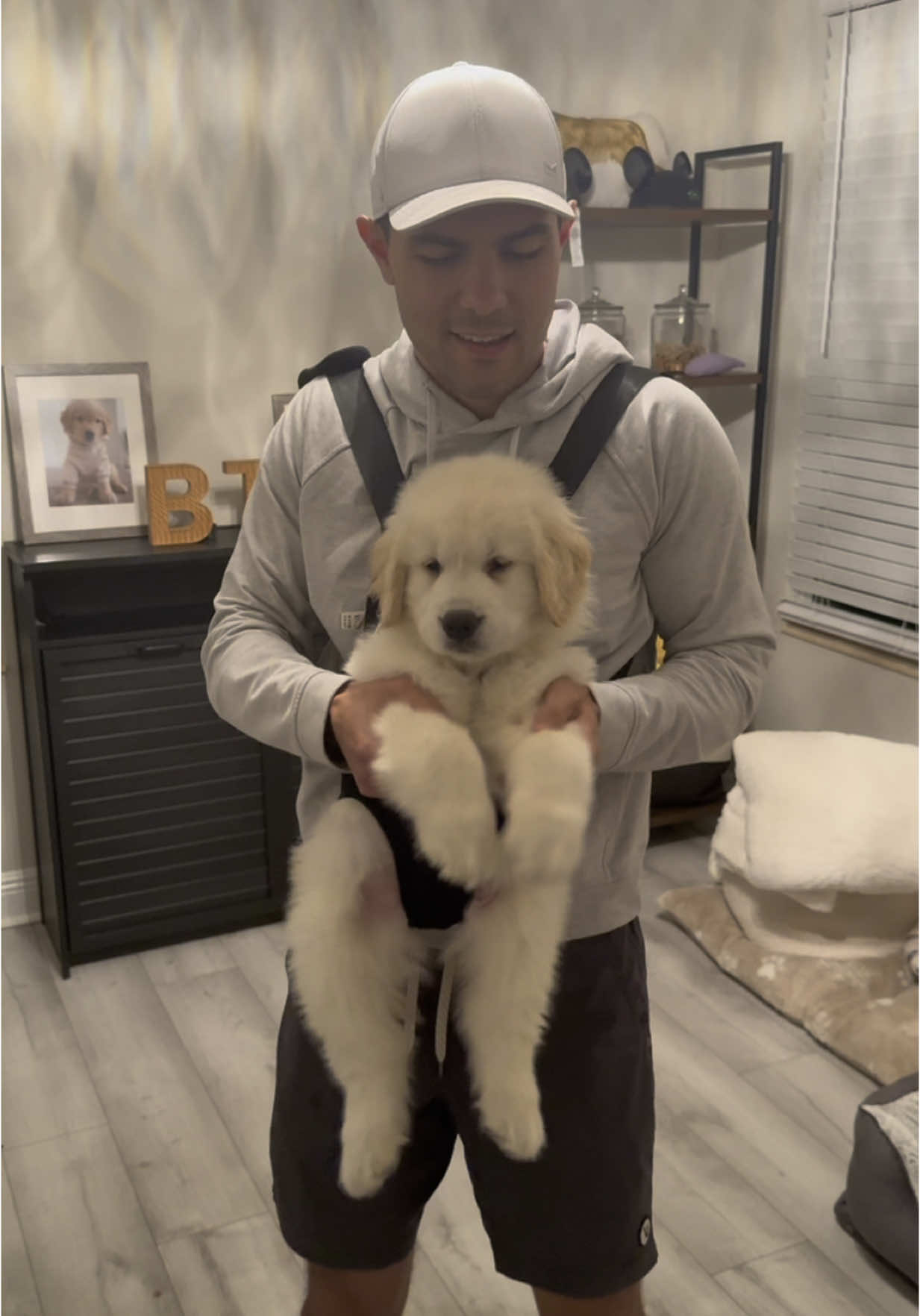 We gotta get baby Bauer some PJs 🥹 #dogsoftiktok #dogsoftiktokviral #goldenretriever #goldenpuppy #puppy #dogs #dog 
