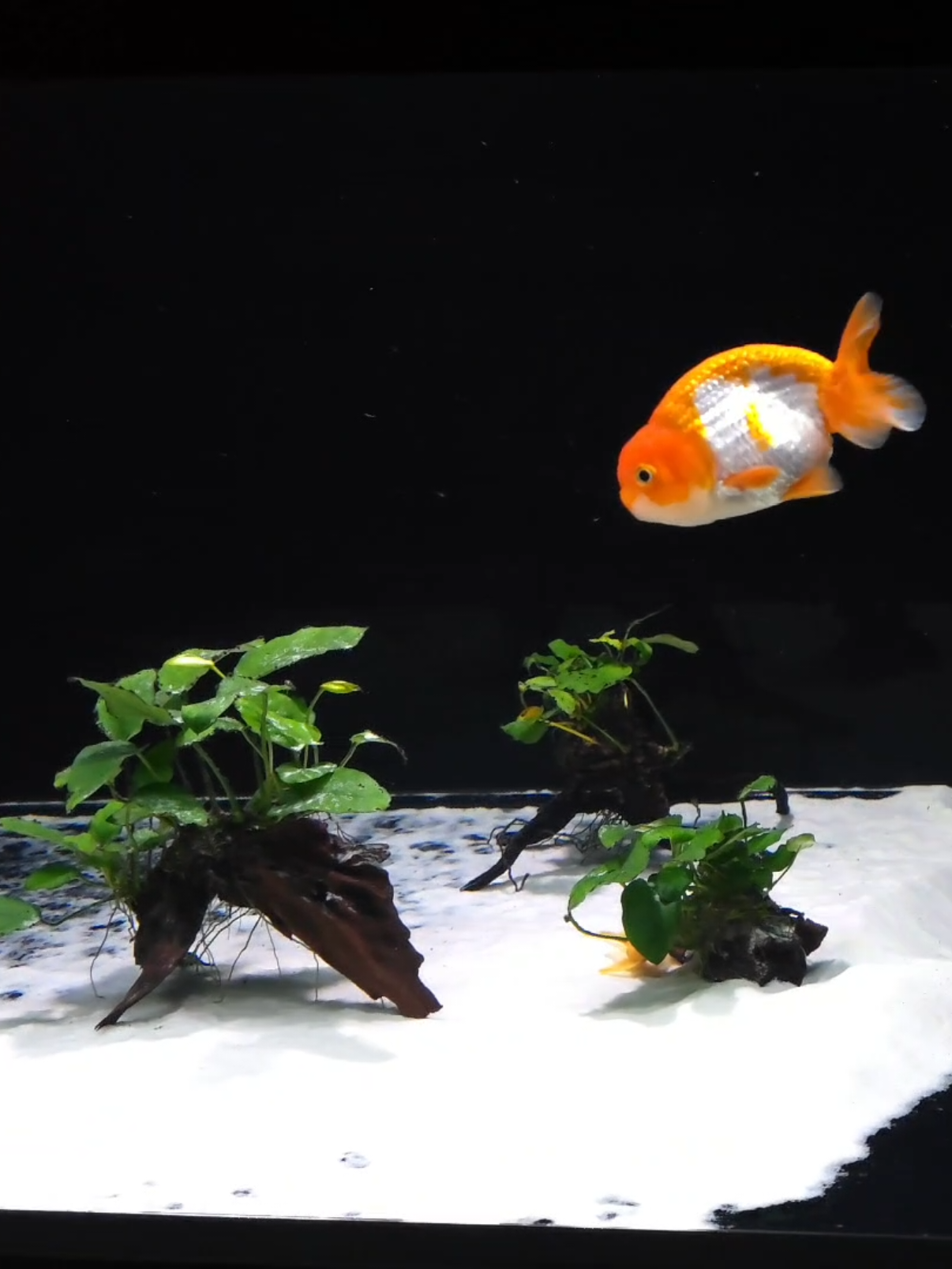 玩沙啦！ #金魚日常  #寵物生活  #aquarium 