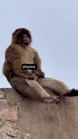physics is unbelievable 😂#physics #unbelievable #fyp #monkeys #funnymonkey 