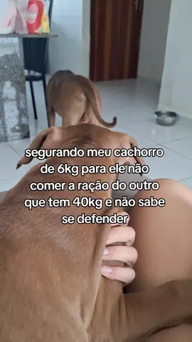 🗣🗣🗣 #pitbullsoftiktok #pitbulllove #cachorro #foryo 