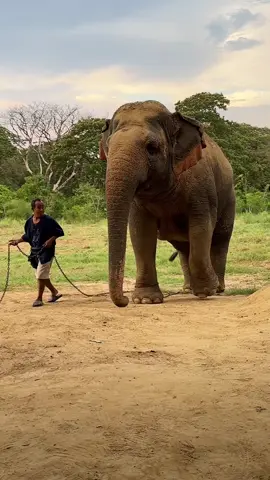 คำพองเป็นช้างตัวเล็กตัวน้อย🐘#พังคําพอง #ถังถัง #เจ้ถัง #ถังถังเป็นช้างใจดี #มิสแกรนด์บ้านสาโรช 