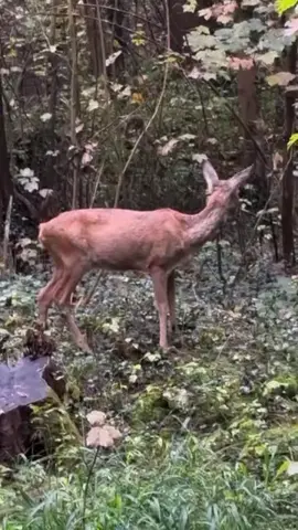Nice animal 
