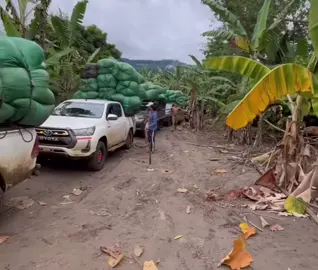 #peru🇵🇪 #selva #vraem #pichari_vraem💚 #tingomaria #paratodos #hilux 
