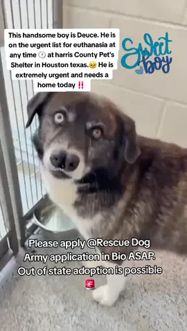 🚨🚨🚨Urgent 🚨🚨🚨 Deuce is on the urgent list for euthanasia ☠️ at any time 🕐 At harris county pet's shelter in Houston texas ‼️ Deuce needs a plan ASAP 🆘️🆘️🆘️🆘️🆘️🆘️ Please consider fostering if you are unable to adopt it will save this sweet boys life 🙏💙🙏💙🙏 Name. Deuce  ID #A634054  If you can foster/adopt please apply @Rescue Dog Army  application in Bio ASAP ‼️ Out of state adoption is possible.  Please message me if you have any questions.  Address  Harris County Pet's shelter.  612 Canino Rd in Houston texas.  #adopt #rescue #foster #resuedogarmy #savealife #harriscountypets #euthlist #FYP #urgentshelterd #dogsoftiktok #doggo #fosteringsaveslives #houston #texas #help #hero #urgent 