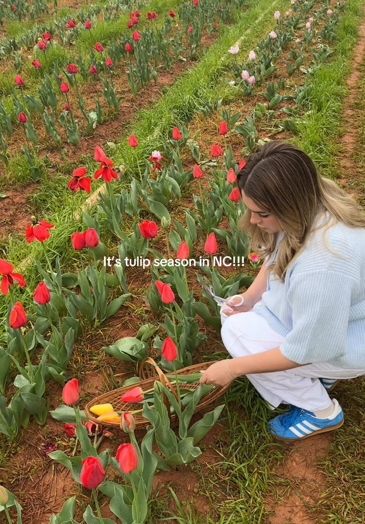 We went to Howard Family Farm in NC 🌷🩷🌸 #tulipseason #tulips🌷 #northcarolina #clt #charlottenc 