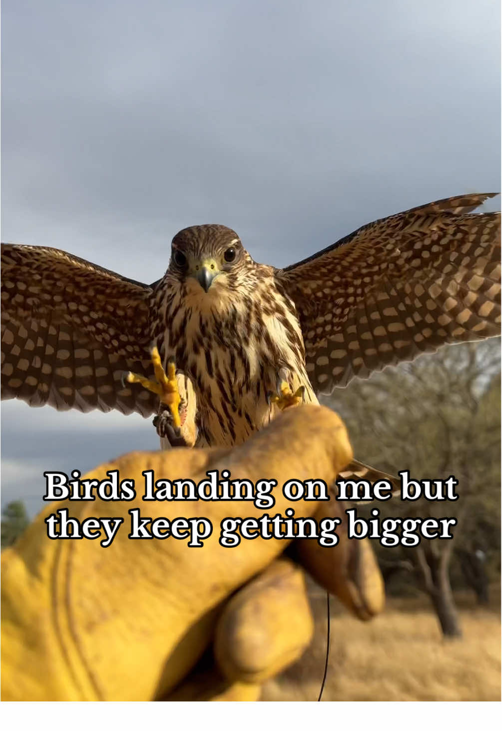 We love a tiny bird and we love a huge bird. 🦅 #falconry #birdsofprey #falcon #hawk #eagle 