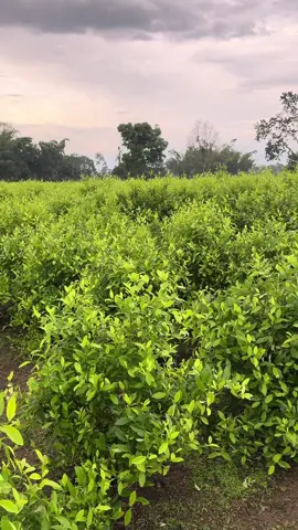 #viral_video #fyyyyyyyyyyyyyyyy #agricultor #putumayo #elmejor#nariño🇨🇴 