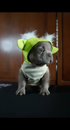 Meet the Fluffy Frenchie That’s Taking Over the Galaxy! 🌌 Prepare to swoon over this adorable fluffy French bulldog that looks just like Baby Yoda! Don’t forget to like, share, and drop a comment! #FrenchBulldog #BabyYoda #CuteAnimals #DogLovers #PetAdventures #TikTokPets 