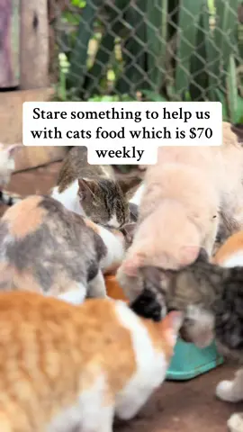 Stare something to help us with cats food which is $70 weekly @rubyramosnavarro #help #fyp #catsoftiktok #cat #tiktokviral #kitten #kittensoftiktok #PetsOfTikTok #petsoftiktok #rescuekittens #animalsoftiktok #pets #cats #catslovers #views #canada_life🇨🇦 #viral_video #shelter #animal #catrescue #view 