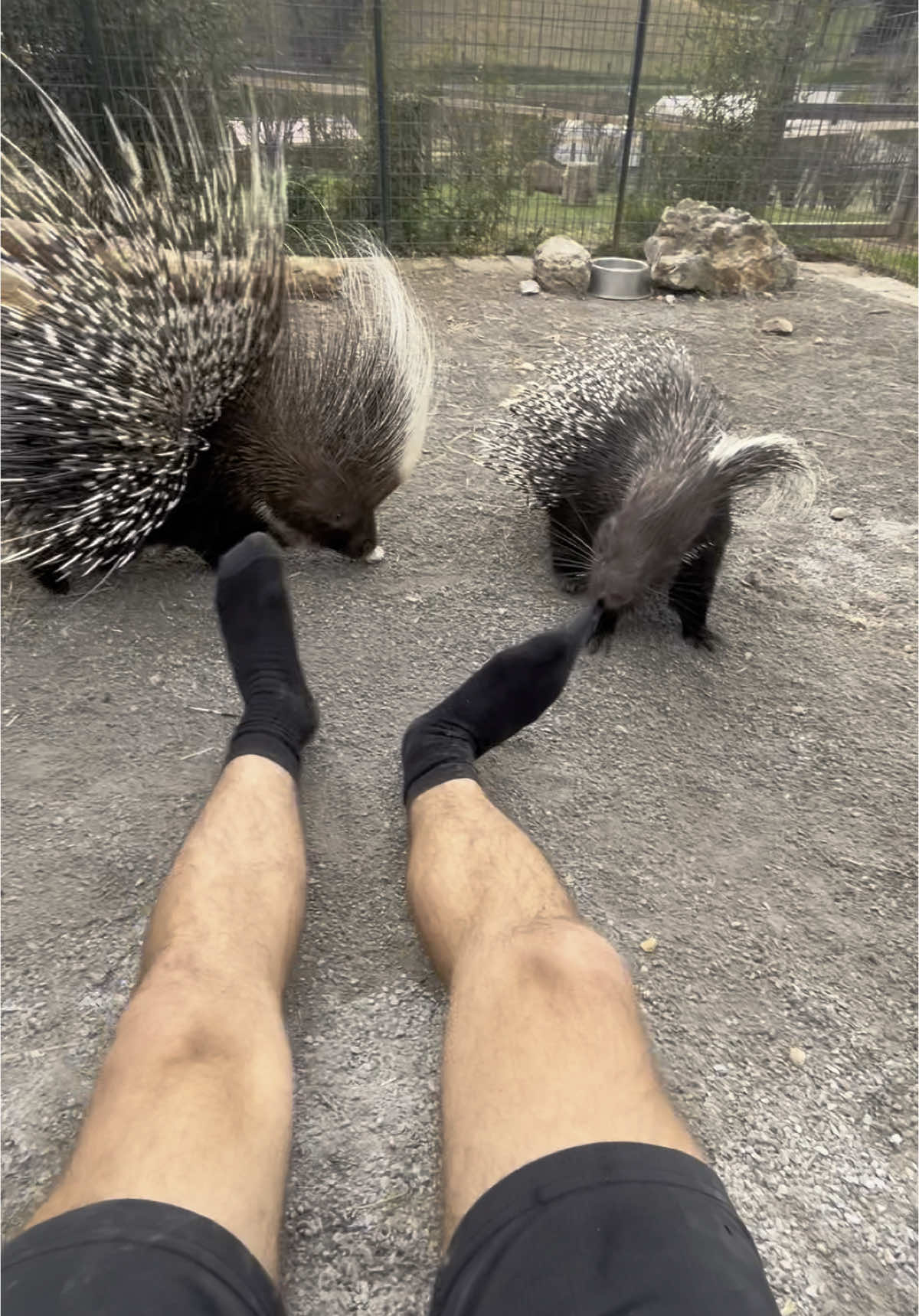 Charmin and Chevy have always enjoyed playing with my feet. I don’t think it has anything to do with the smell🤥 #porcupine #africancrestedporcupine #creaturefeatures
