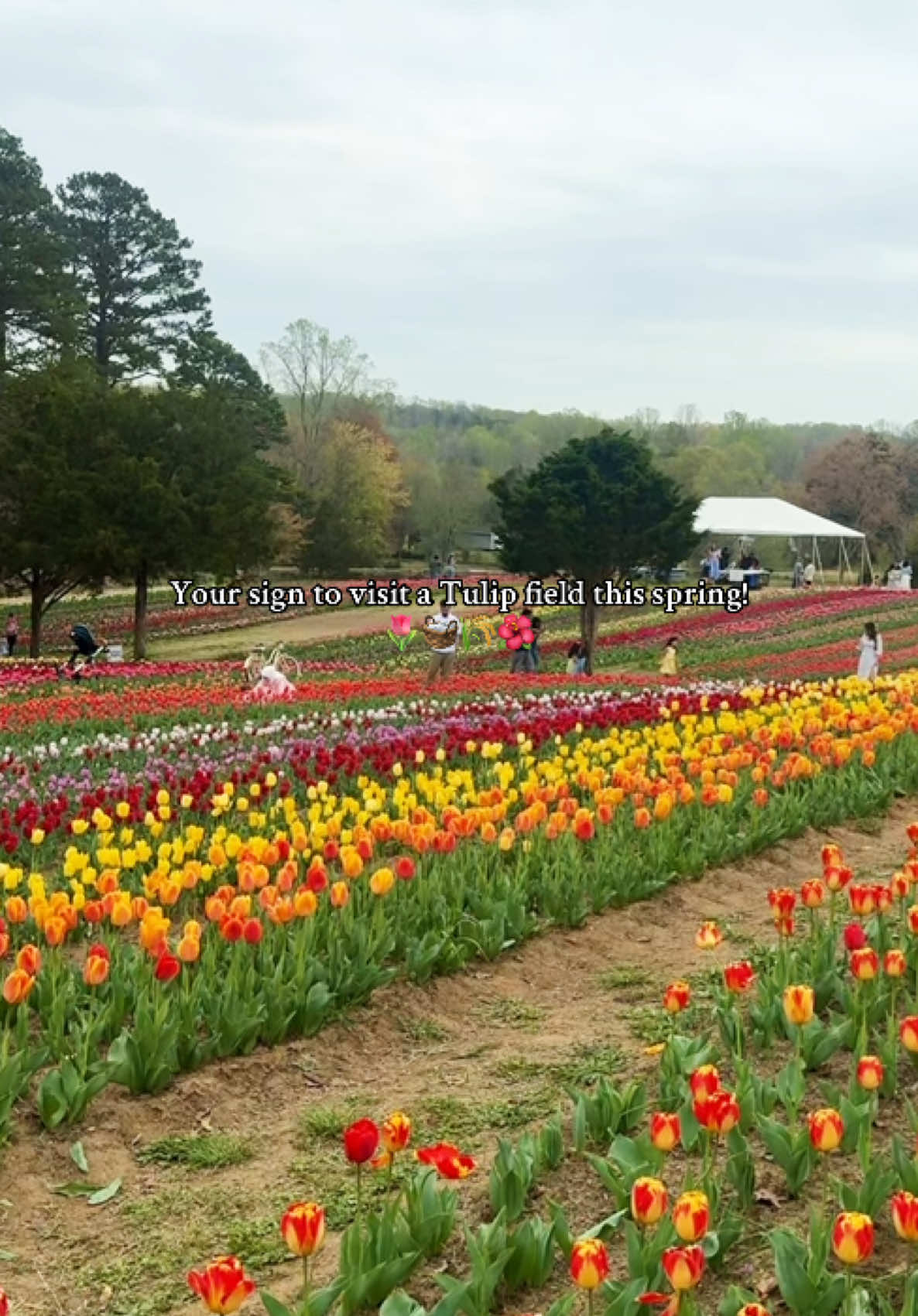 Take your besties and go!! 🌷🌸💗#tulips #nc #NorthCarolina #tulippicking #tulipfarm #spring