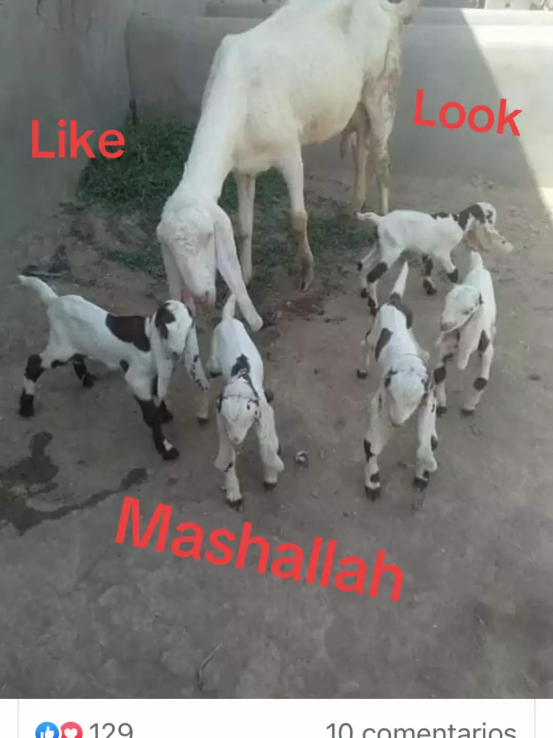 Betal bakery, good quality#viral_video #500kviews #goat farm