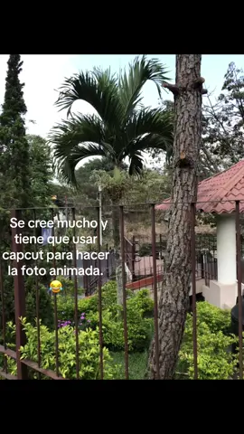 #capcutamor #iphone #fotografia #animation #live #lik #fyp #viral_video #paratii #corazon #likе 