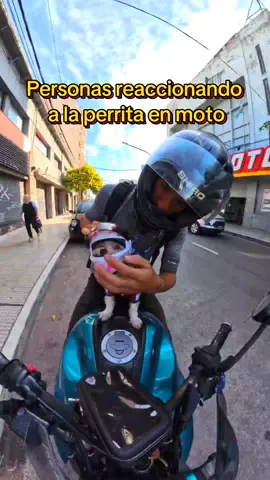 Personas reaccionando a la perrita motera  #mascotastiktok #perros #perrostiktokers #moto #fypシ #trip #motorcycle #foryou #pets #viajes #perros #