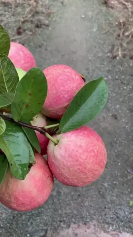 buah #JelajahRamadan #buahmanis #buahbuahansegar #buahbuahanmanis #buahbuahan #buahsegar #JelajahRomantis #fruit #fruits 