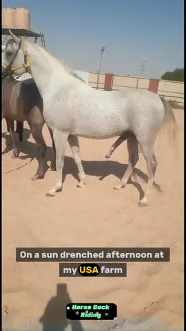 Today the most beautiful cute stallion horses animals meeting and breading in my USA Farm #horses #animals #meeting #breading #tiktok #crossbreading #usa