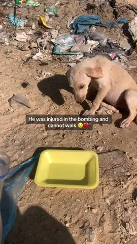 help them 💔 #dog #doglovers #gaza #gazagenocide 