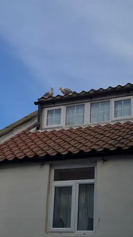 Seagull Mating Season Has Begun