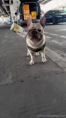 In just 30 minutes of being let out, he picked up so many bottles. He picked up bottles everywhere in the parking lot. Even beating and scolding him didn't work because he was adapted to this environment by nature. Picking up bottles can bring him delicious food! He can have beef, pork and bread to eat on his own! He is dirty every day, but you can see that he is very happy! #dogpickingupbottles #dogwhite #frenchbulldog #cutepet #dogsoftiktok