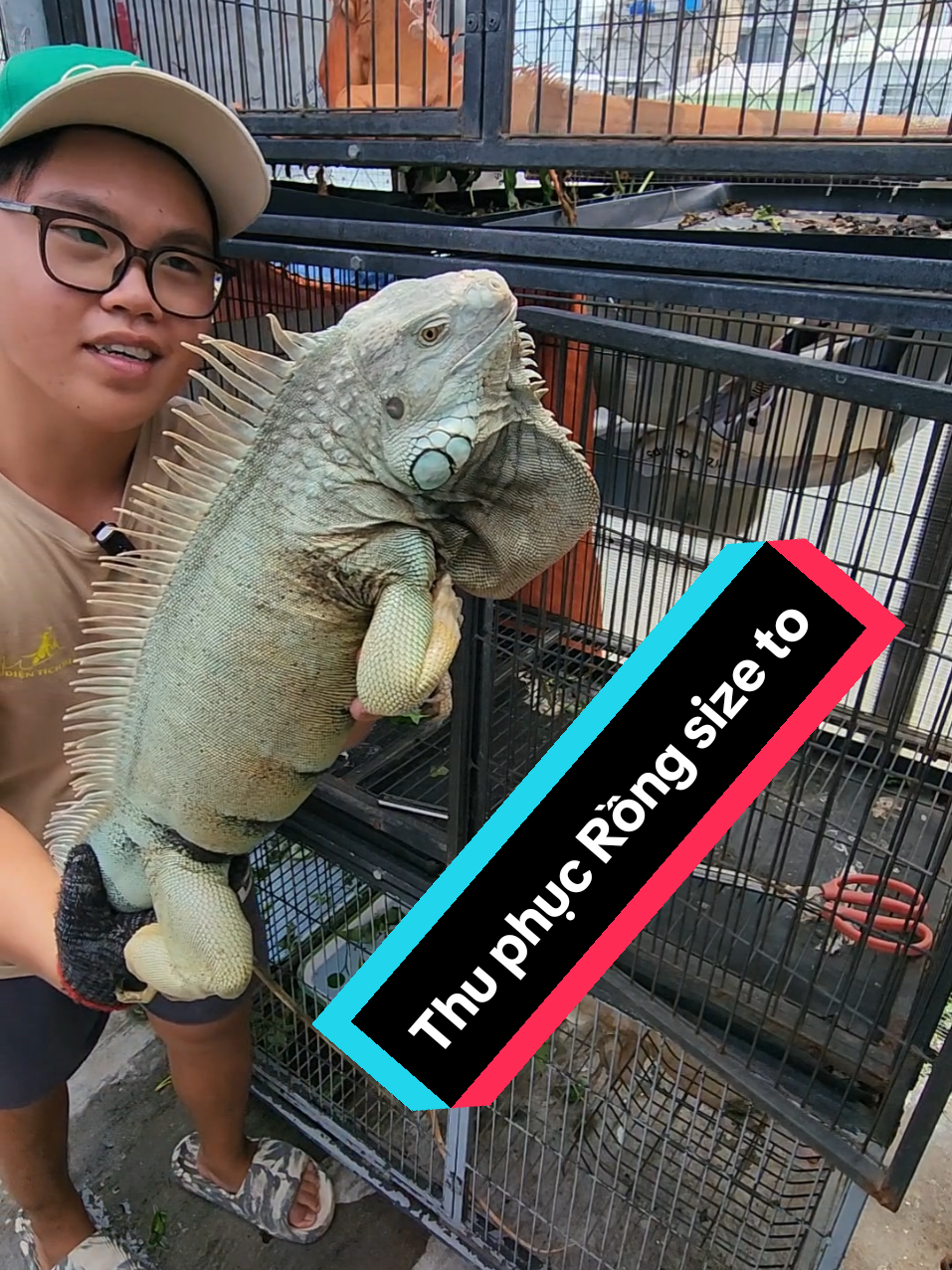 Cùng mình thu phục bé Rồng size to này nha 🥰 #soosoo #rongnammy #thucung #pet  #xh #xuhuong #fyp #ilovetiktok #CapCut 