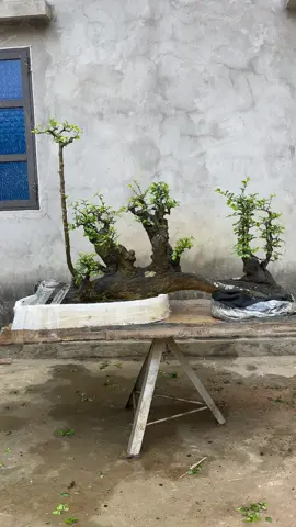 duối bắc cầu 