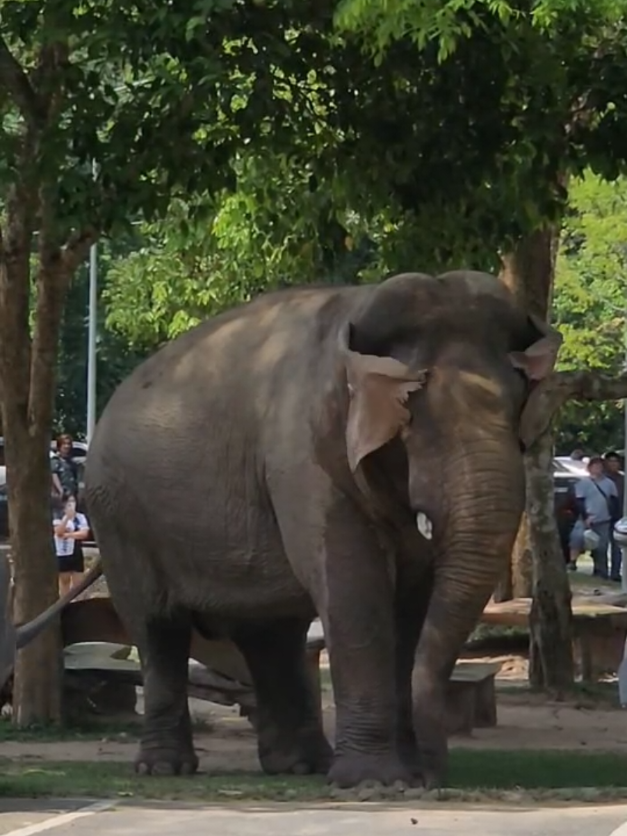 #พี่เดี่ยวหลับ #ช้างเขาใหญ่ #เขาใหญ่ #คนรักช้าง🐘🍃 #คนรักป่า #คนรักช้าง #ตกมันส์ 