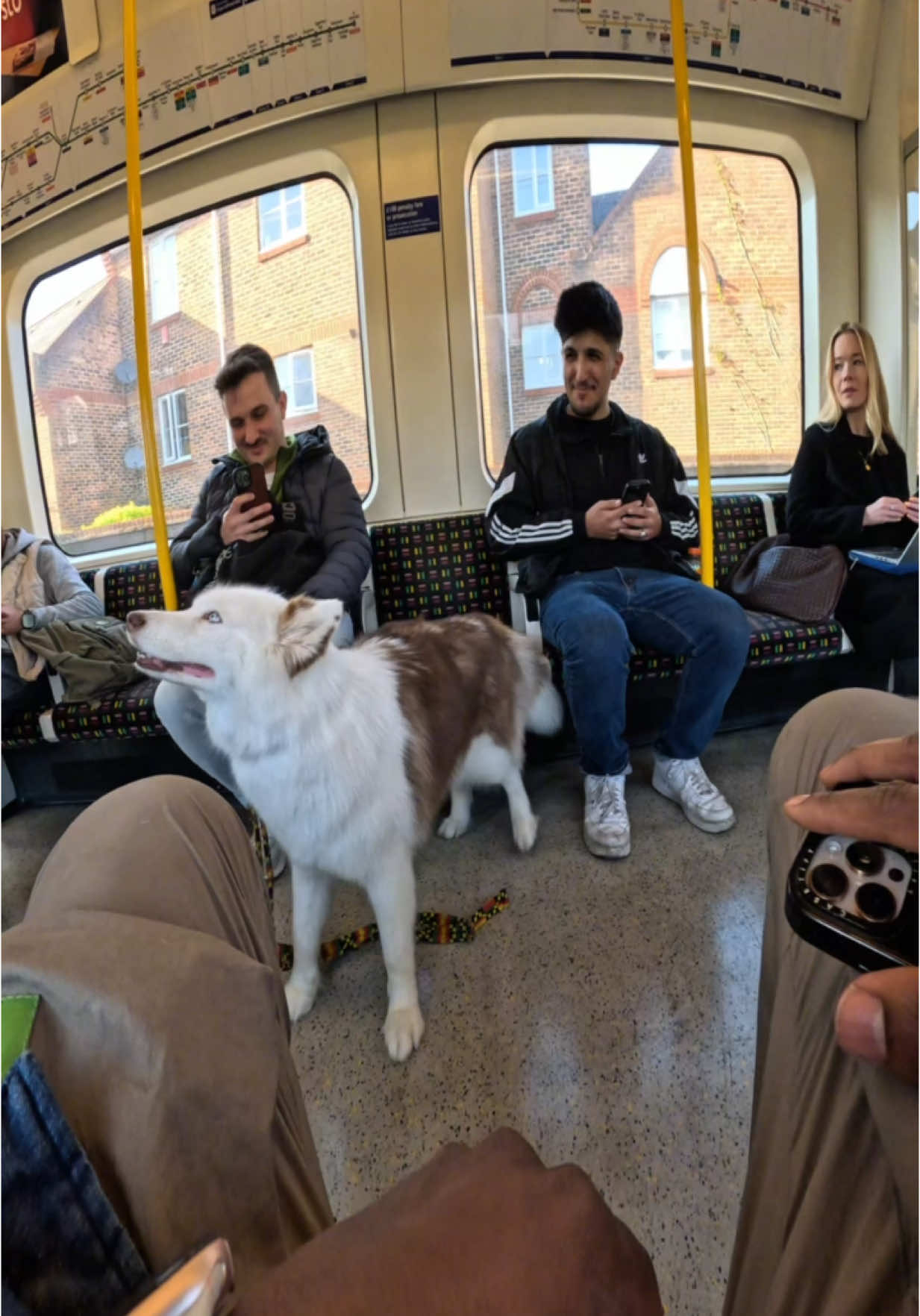 Train interactions with my dog!!  #husky #trains #london #pets #viral #famous #fyp #foryou #subway #dog 