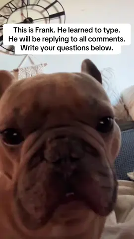 Ask my pet anything! #petreplies #cutepets #fyp #pets #petcontent 