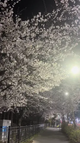 #벚꽃 #첫사랑 