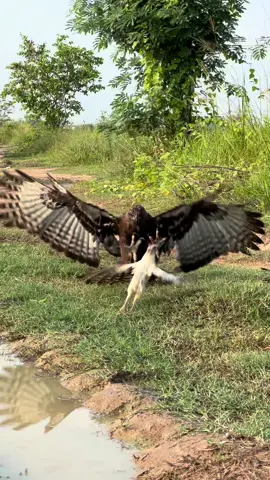 Eagle hunting 