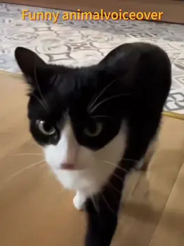 Funny animal voiceover #cat#catlover#funnyvideo#viralvideo #tikto#fyp#foryou#usa🇺🇸 